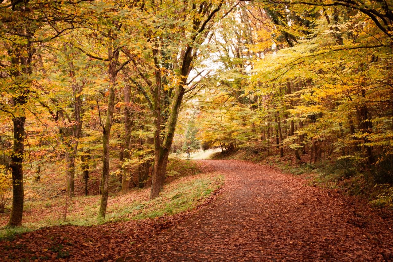 Seasonal Change - Autumn